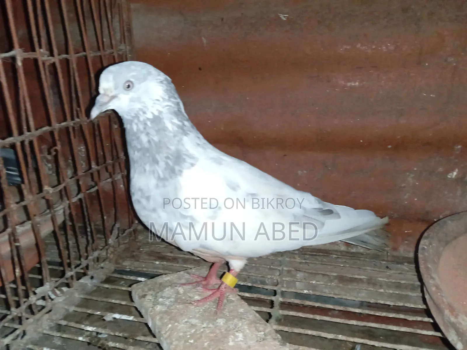 ভালো মানের একজোড়া সালেটি কামাগার বিক্রি হবে।