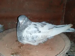ভালো মানের একজোড়া সালেটি কামাগার বিক্রি হবে।
