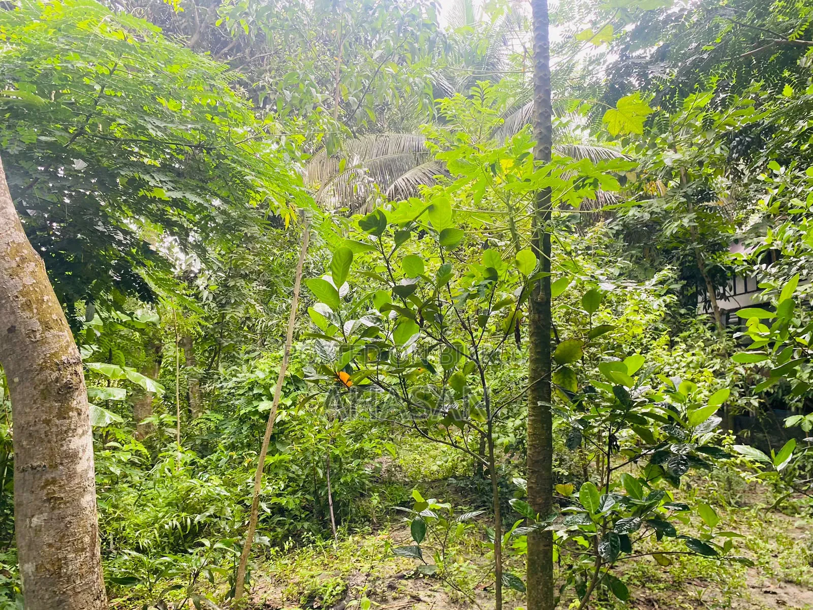 জরুরি ভিত্তিতে জমি বিক্রয়