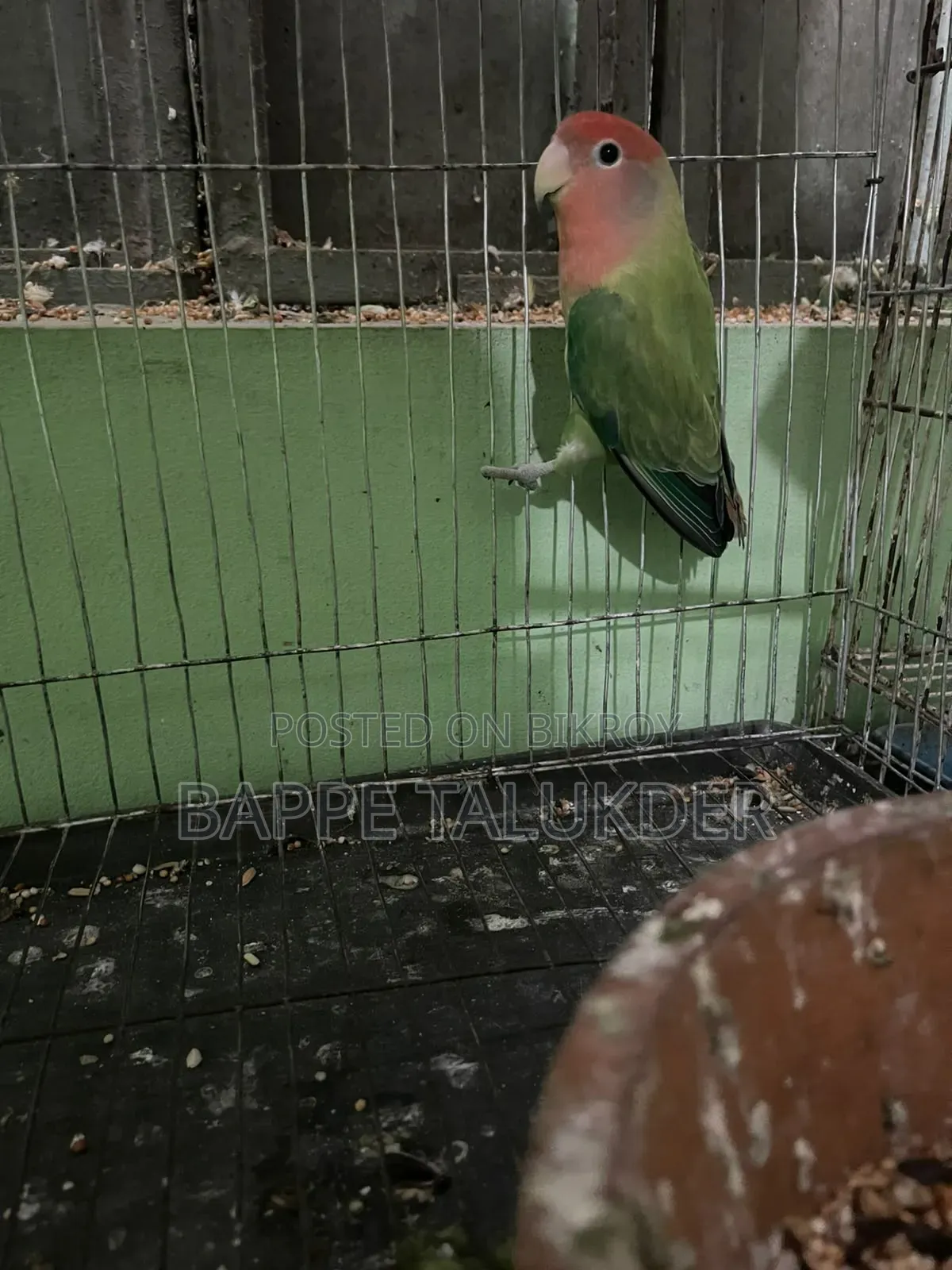 Lovebird Birds Will Be Sold