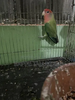 Lovebird Birds Will Be Sold