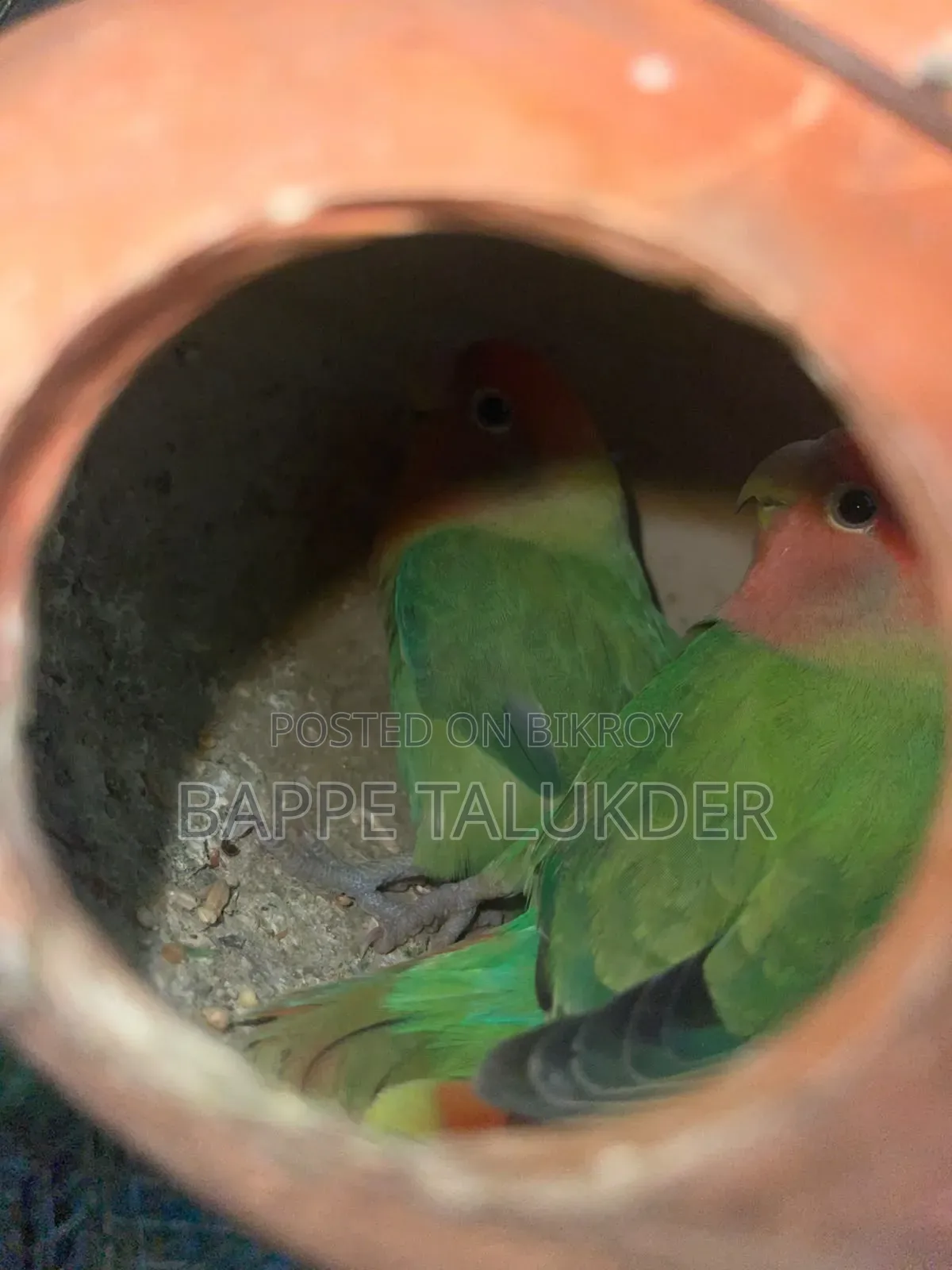 Lovebird Birds Will Be Sold