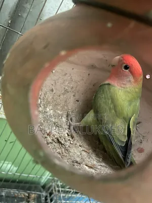 Lovebird Birds Will Be Sold