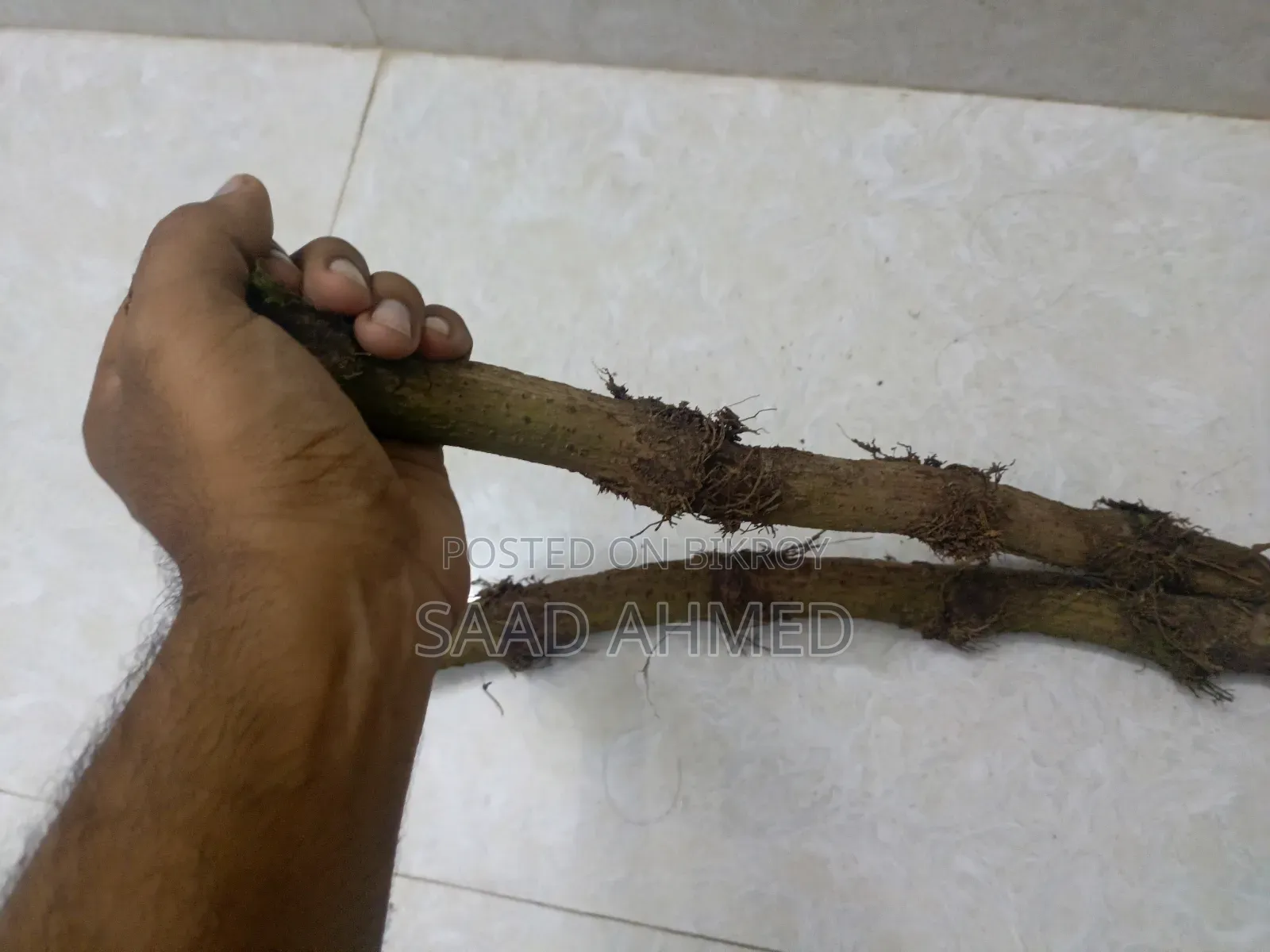 Chuijhal Spice