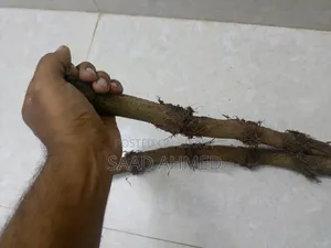 Chuijhal Spice
