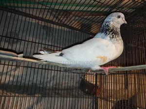 জিরা গোলা মধ্যে সেল ডিম বুচ্চা রানিং