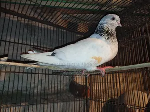 জিরা গোলা মধ্যে সেল ডিম বুচ্চা রানিং