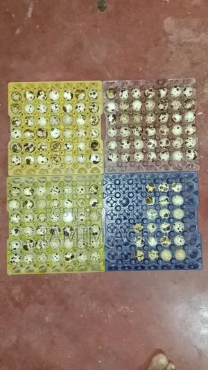 Quail Eggs for Sale