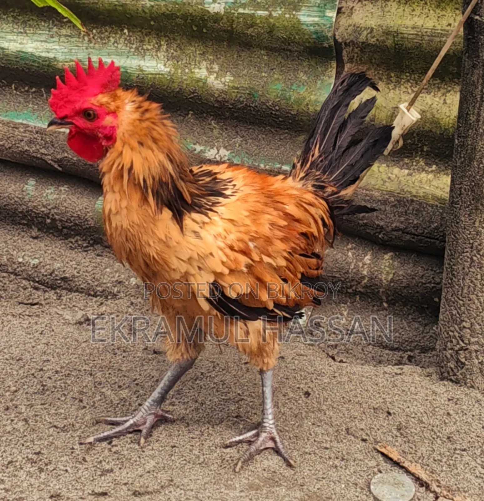 আকর্ষণীয় গোল্ডেন ফ্রিজেল (Frizzle) মোরগ বিক্রয় পোস্ট!