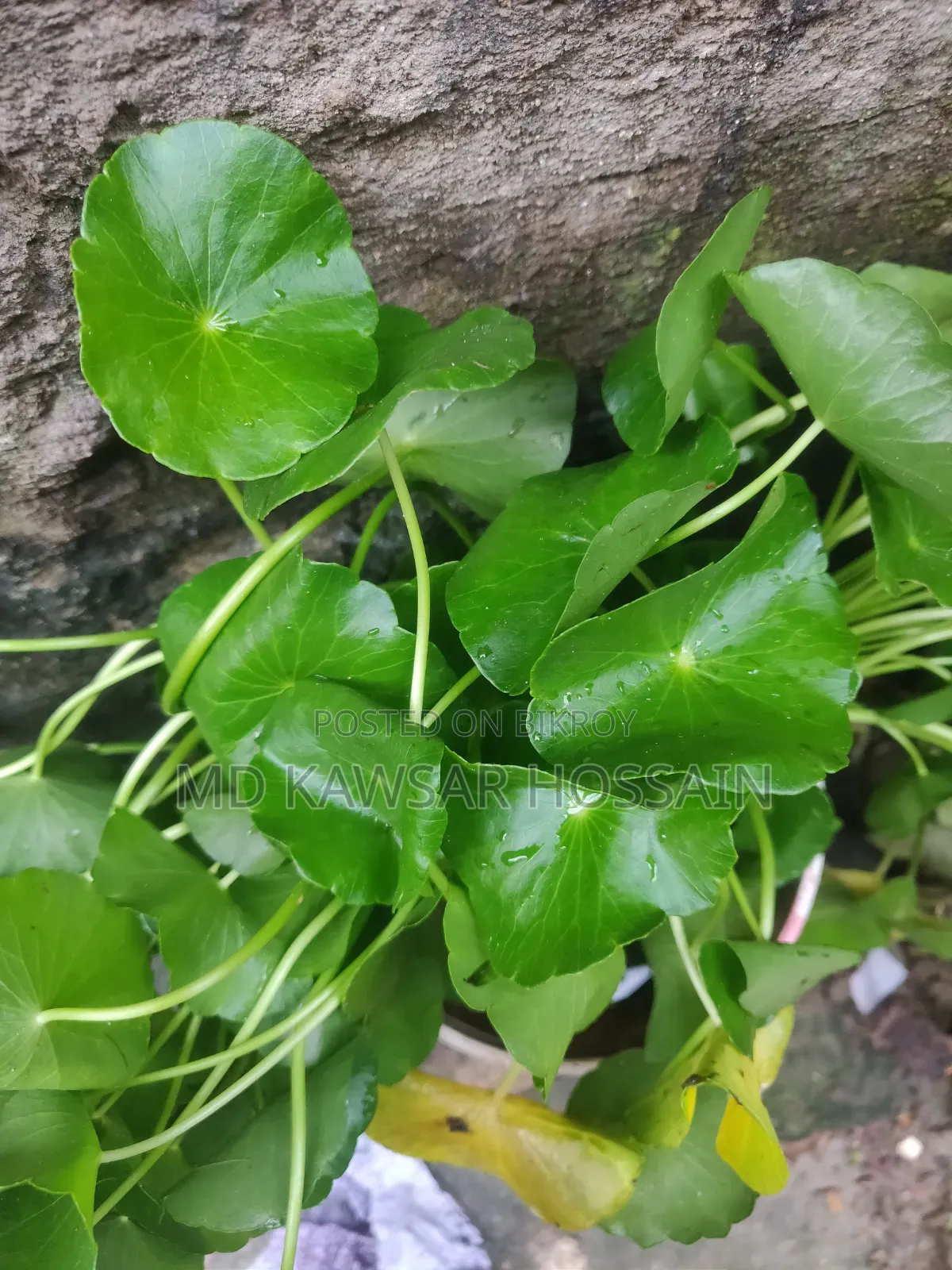 ডলার প্ল্যান্ট / ইনডোর ও অ্যাকোয়ারিয়াম লাইভ প্ল্যান্ট