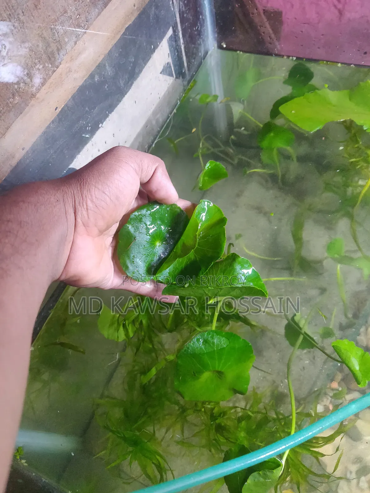 ডলার প্ল্যান্ট / ইনডোর ও অ্যাকোয়ারিয়াম লাইভ প্ল্যান্ট
