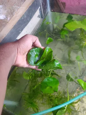 ডলার প্ল্যান্ট / ইনডোর ও অ্যাকোয়ারিয়াম লাইভ প্ল্যান্ট