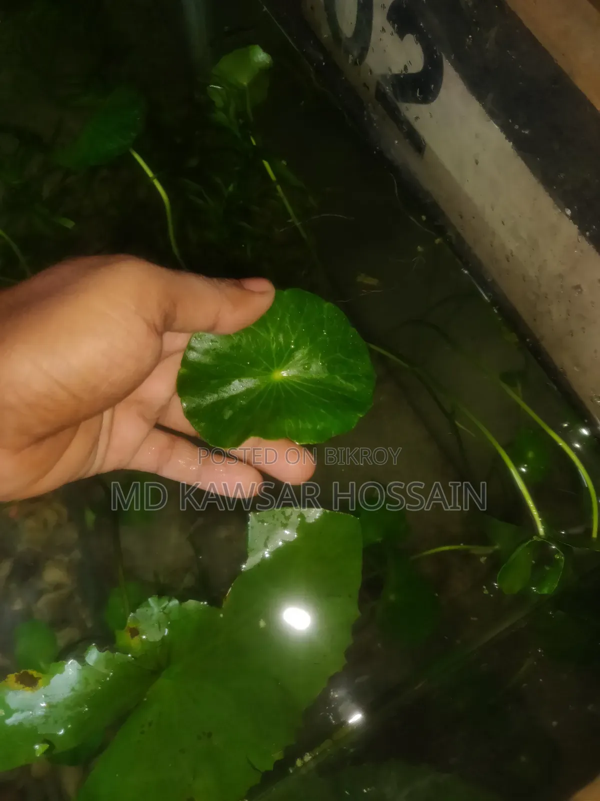 ডলার প্ল্যান্ট / ইনডোর ও অ্যাকোয়ারিয়াম লাইভ প্ল্যান্ট