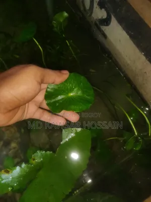 ডলার প্ল্যান্ট / ইনডোর ও অ্যাকোয়ারিয়াম লাইভ প্ল্যান্ট