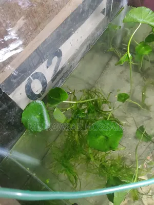 ডলার প্ল্যান্ট / ইনডোর ও অ্যাকোয়ারিয়াম লাইভ প্ল্যান্ট