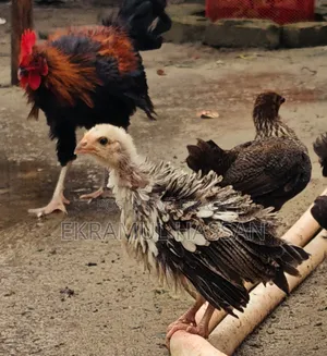 আকর্ষণীয় ফ্রিজেল (Frizzle) মুরগির বাচ্চা বিক্রয় পোস্ট!