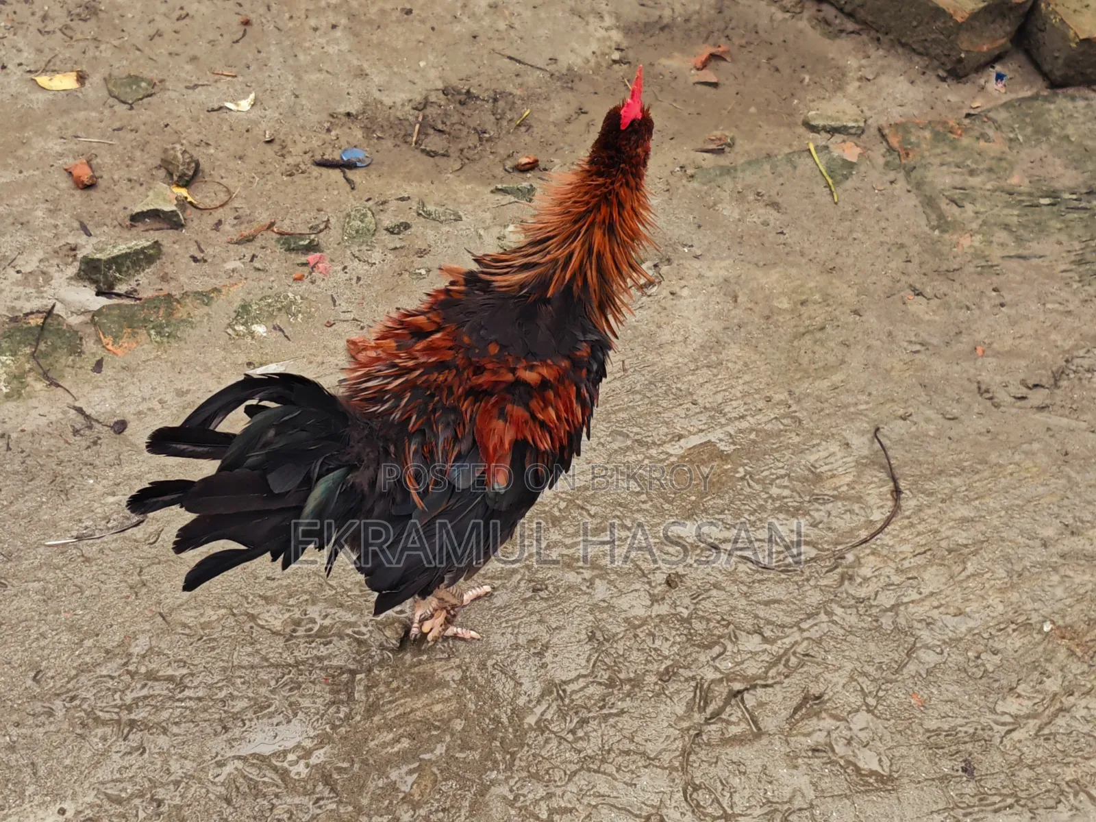 আকর্ষণীয় ফ্রিজেল (Frizzle) মোরগ বিক্রয় পোস্ট!