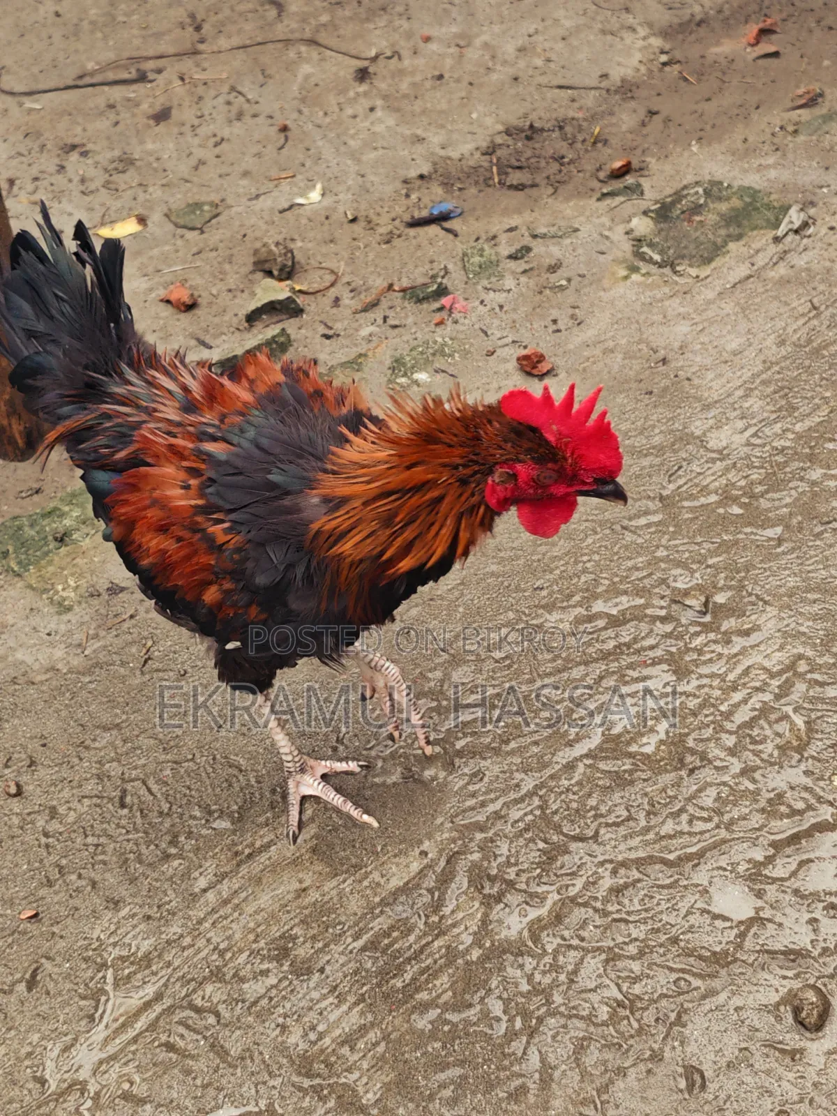আকর্ষণীয় ফ্রিজেল (Frizzle) মোরগ বিক্রয় পোস্ট!