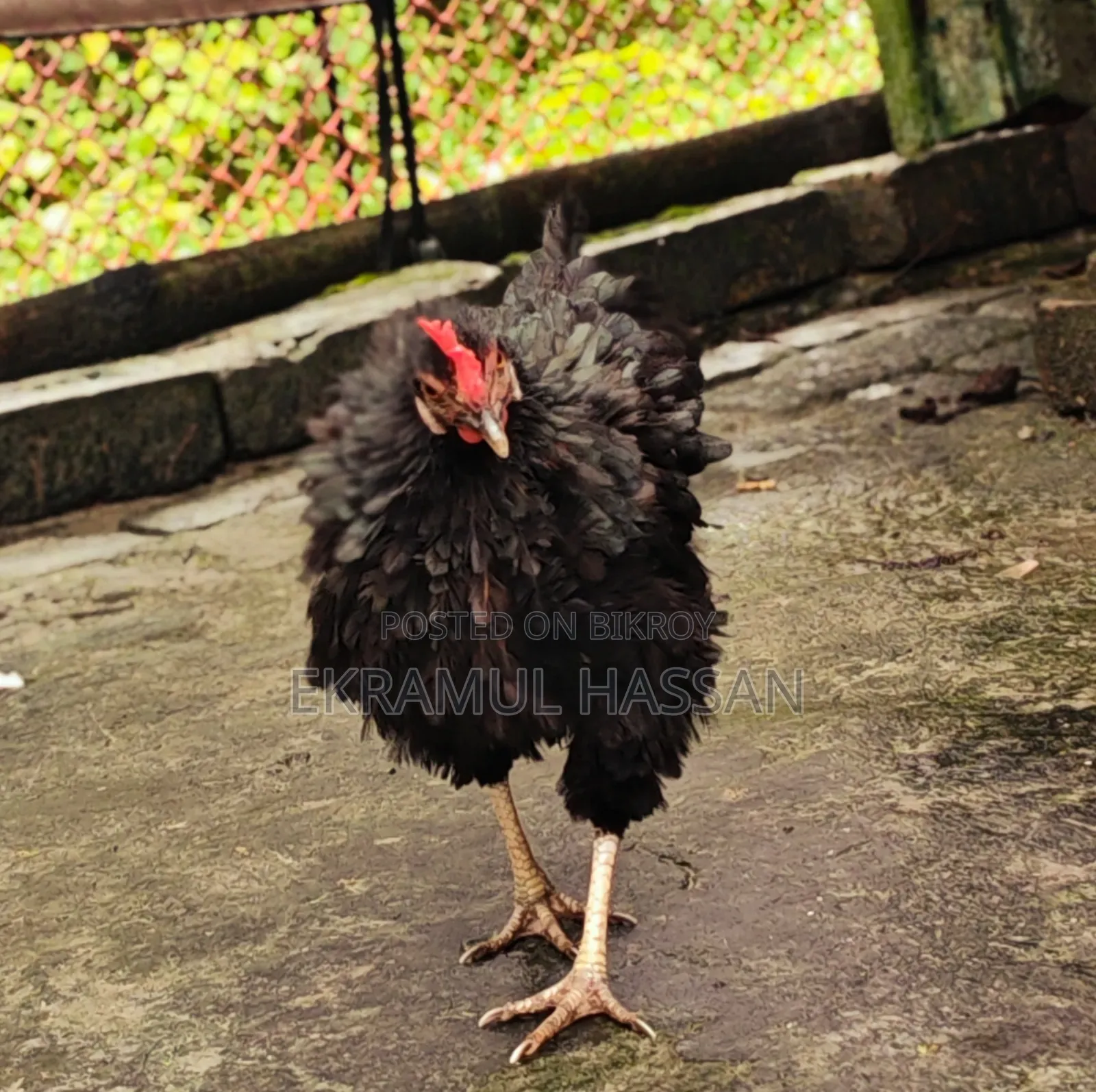 আকর্ষণীয় এডাল্ট ব্ল্যাক ফ্রিজেল (Frizzle) মুরগি বিক্রয় পোস্ট!