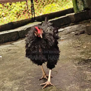 আকর্ষণীয় এডাল্ট ব্ল্যাক ফ্রিজেল (Frizzle) মুরগি বিক্রয় পোস্ট!