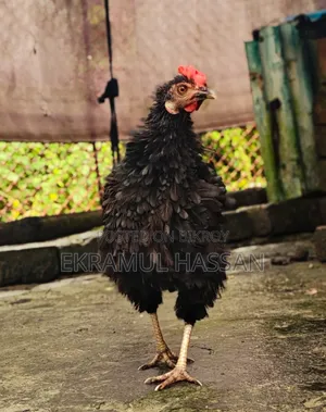 আকর্ষণীয় এডাল্ট ব্ল্যাক ফ্রিজেল (Frizzle) মুরগি বিক্রয় পোস্ট!