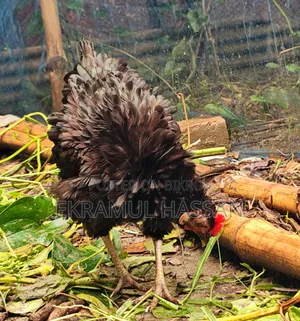 আকর্ষণীয় এডাল্ট ব্ল্যাক ফ্রিজেল (Frizzle) মুরগি বিক্রয় পোস্ট!