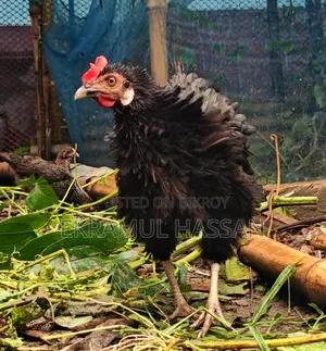 আকর্ষণীয় এডাল্ট ব্ল্যাক ফ্রিজেল (Frizzle) মুরগি বিক্রয় পোস্ট!