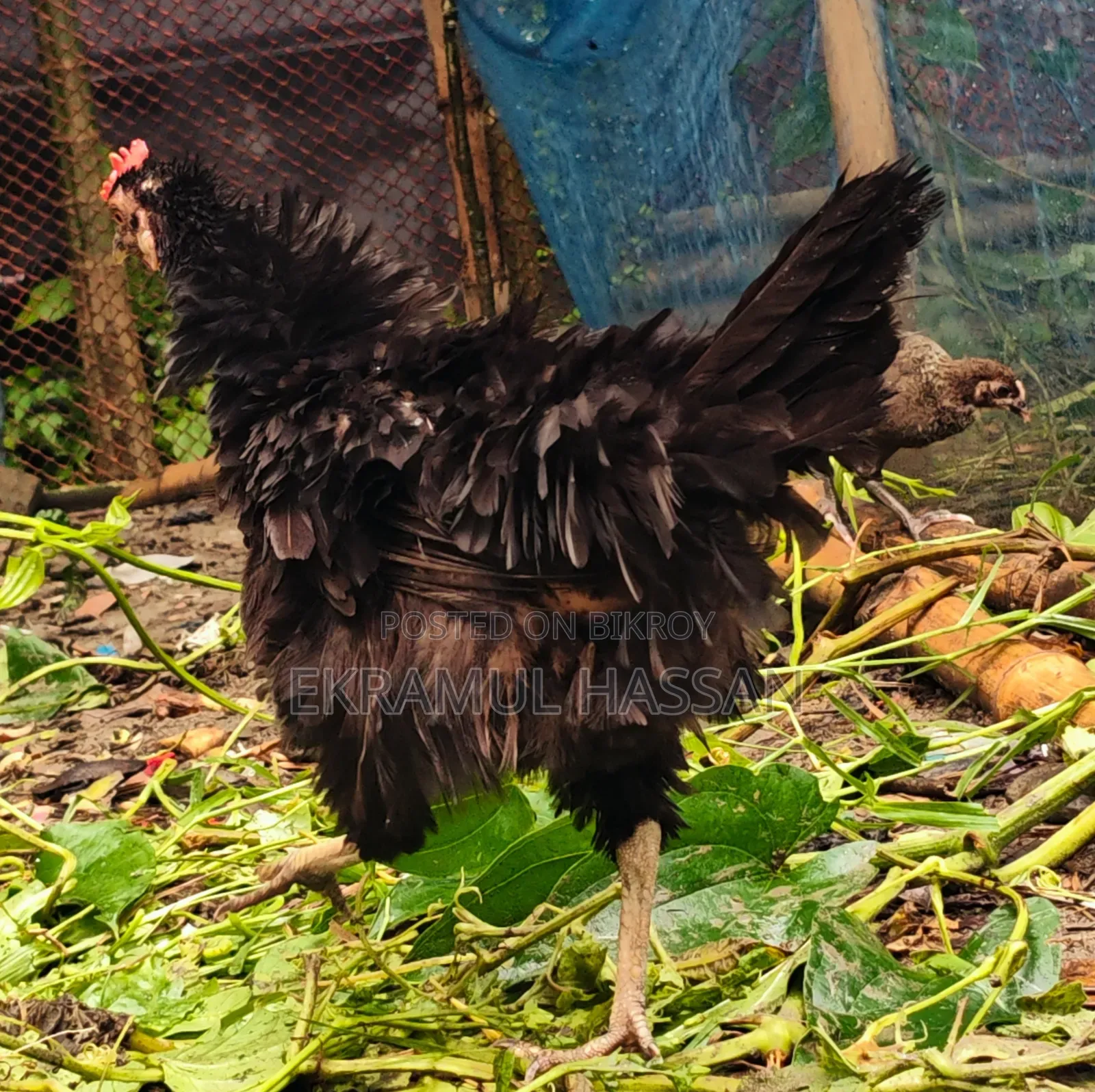 আকর্ষণীয় এডাল্ট ব্ল্যাক ফ্রিজেল (Frizzle) মুরগি বিক্রয় পোস্ট!