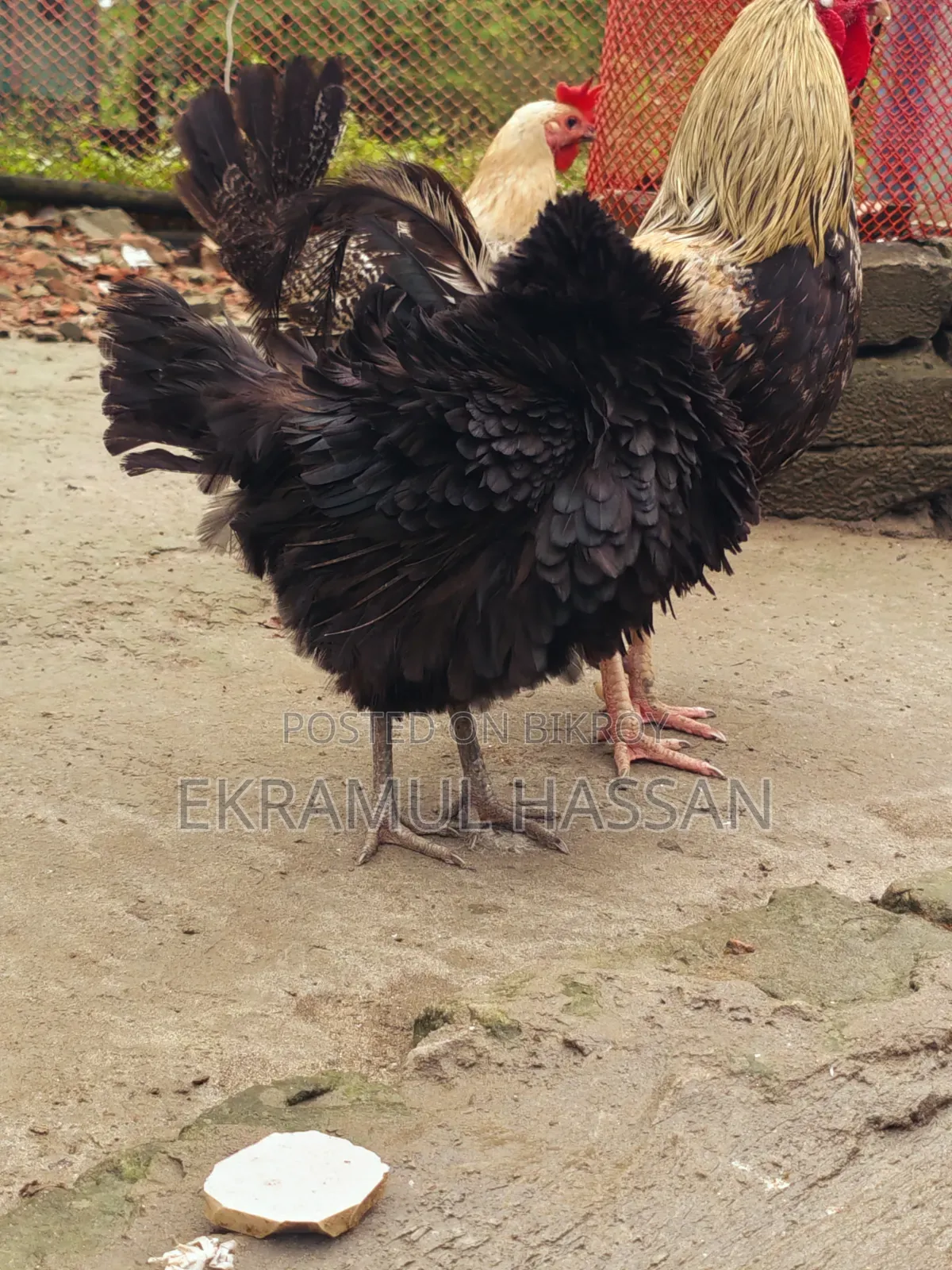 আকর্ষণীয় এডাল্ট ব্ল্যাক ফ্রিজেল (Frizzle) মুরগি বিক্রয় পোস্ট!