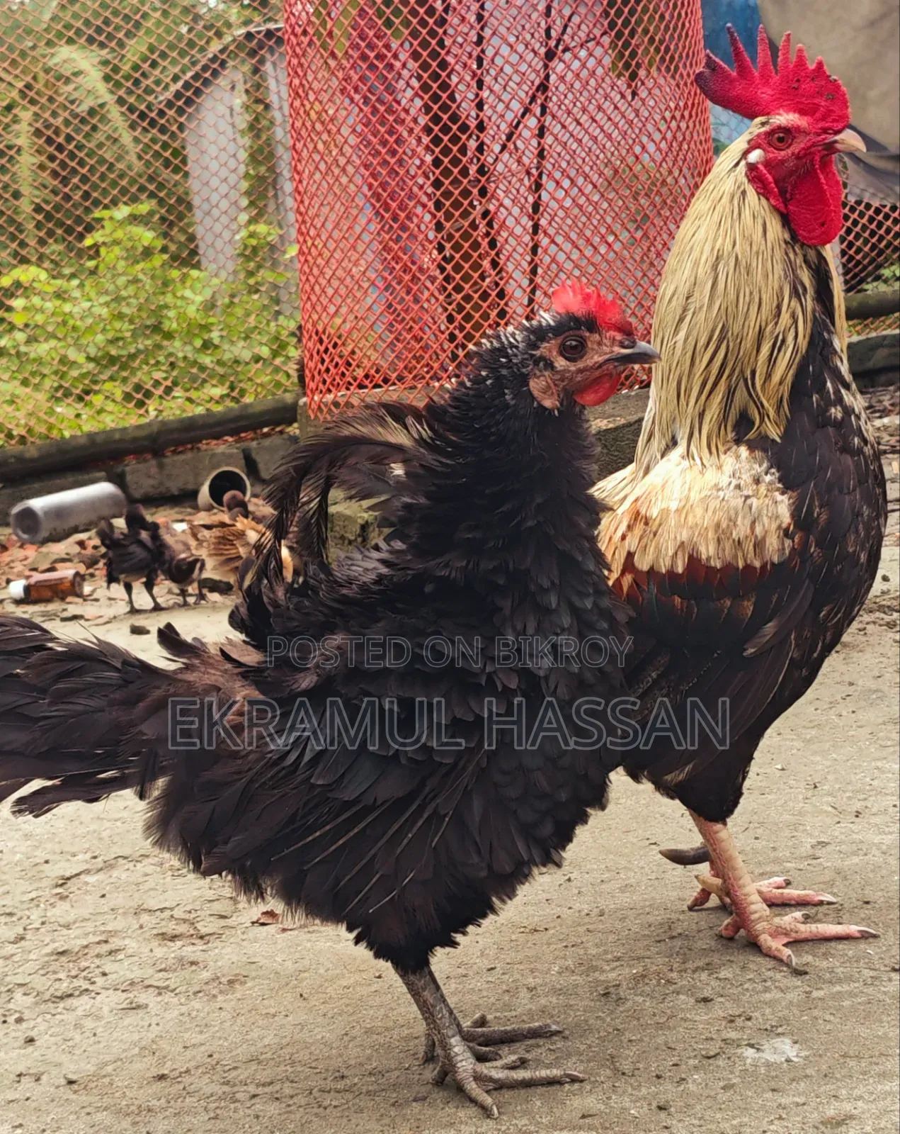 আকর্ষণীয় এডাল্ট ব্ল্যাক ফ্রিজেল (Frizzle) মুরগি বিক্রয় পোস্ট!