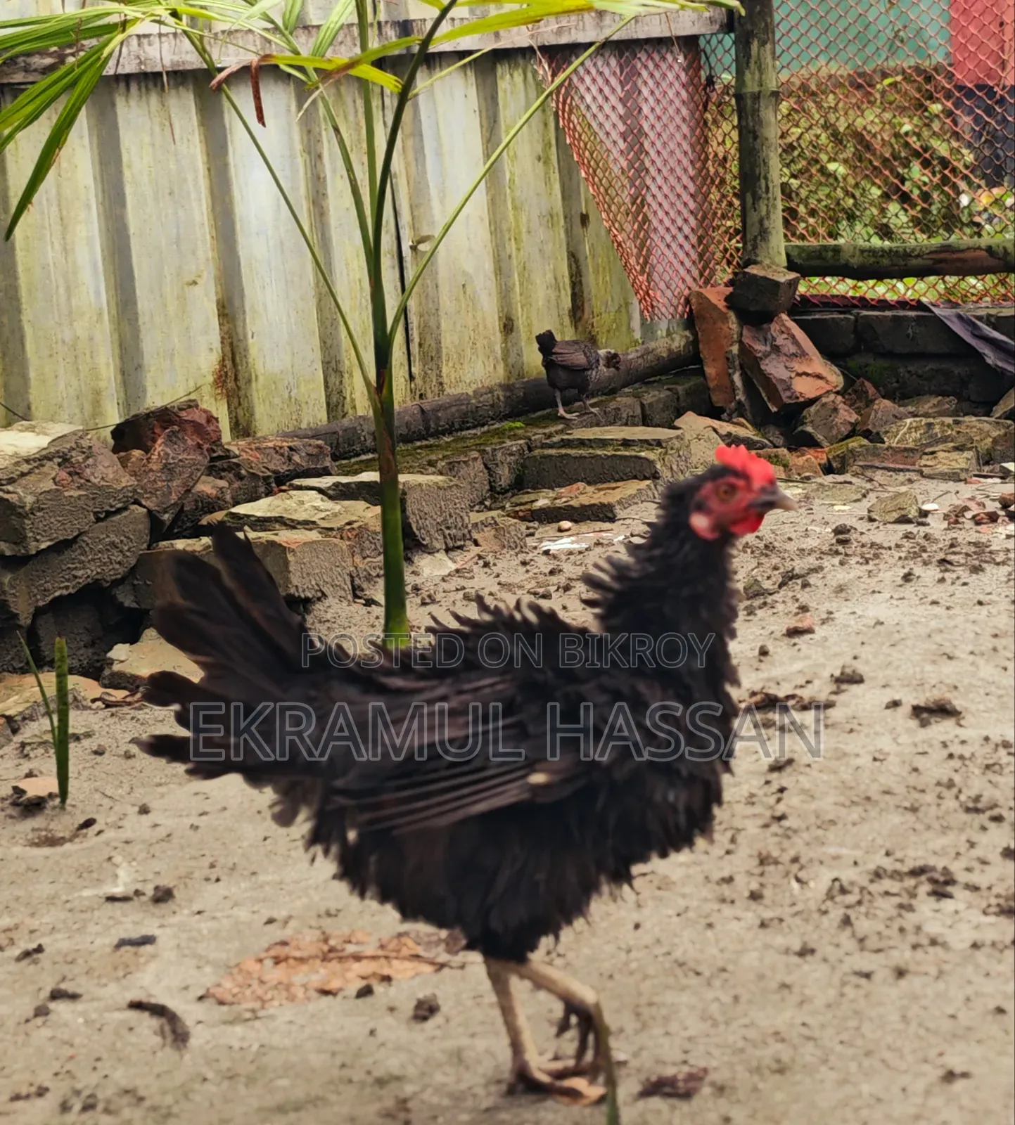 আকর্ষণীয় এডাল্ট ব্ল্যাক ফ্রিজেল (Frizzle) মুরগি বিক্রয় পোস্ট!