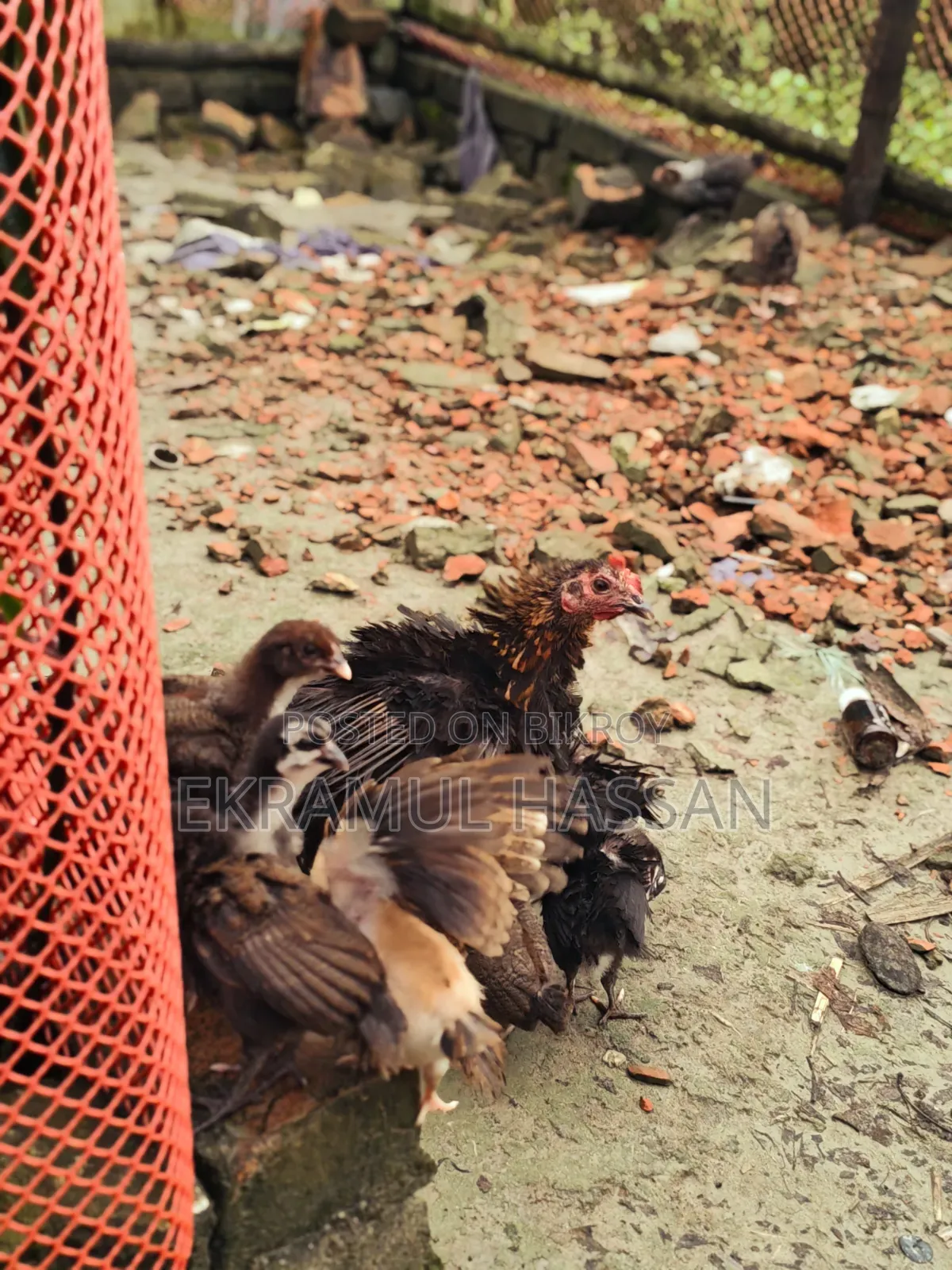 আকর্ষণীয় এডাল্ট ব্ল্যাক ফ্রিজেল (Frizzle) মুরগি বিক্রয় পোস্ট!