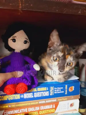 1-3 Months Female Purebred Bengal Cat