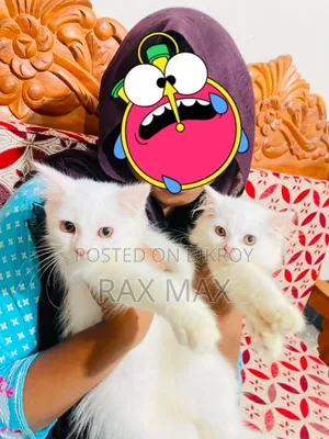 ১-৩ মাসের ফিমেল পিওরব্রেড পার্সিয়ান