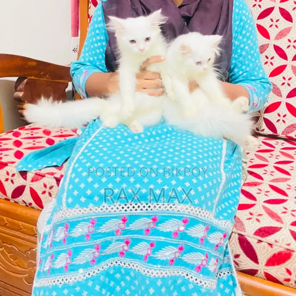 ১-৩ মাসের ফিমেল পিওরব্রেড পার্সিয়ান