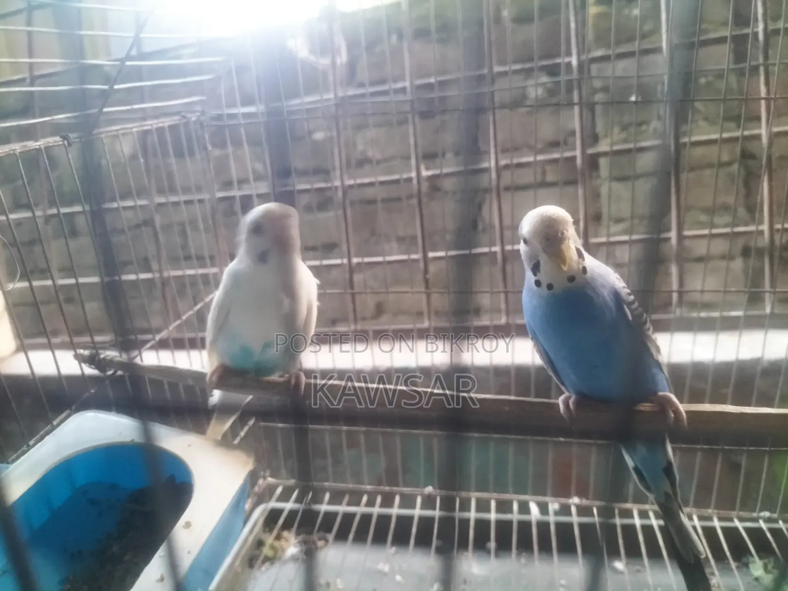 বাজিগোর লাভ বার্ড