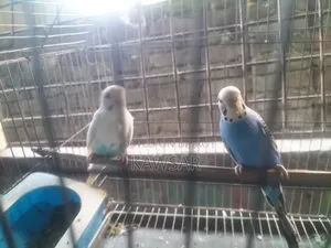 বাজিগোর লাভ বার্ড