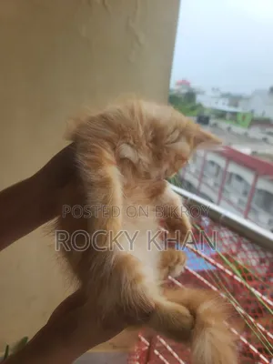 ১-৩ মাসের ফিমেল পিওরব্রেড পার্সিয়ান