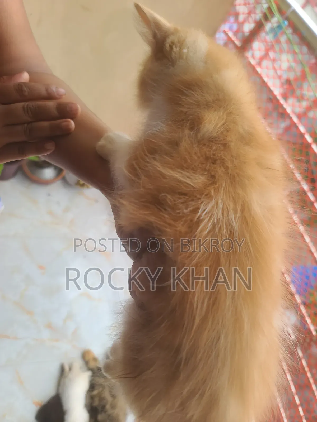 ১-৩ মাসের ফিমেল পিওরব্রেড পার্সিয়ান