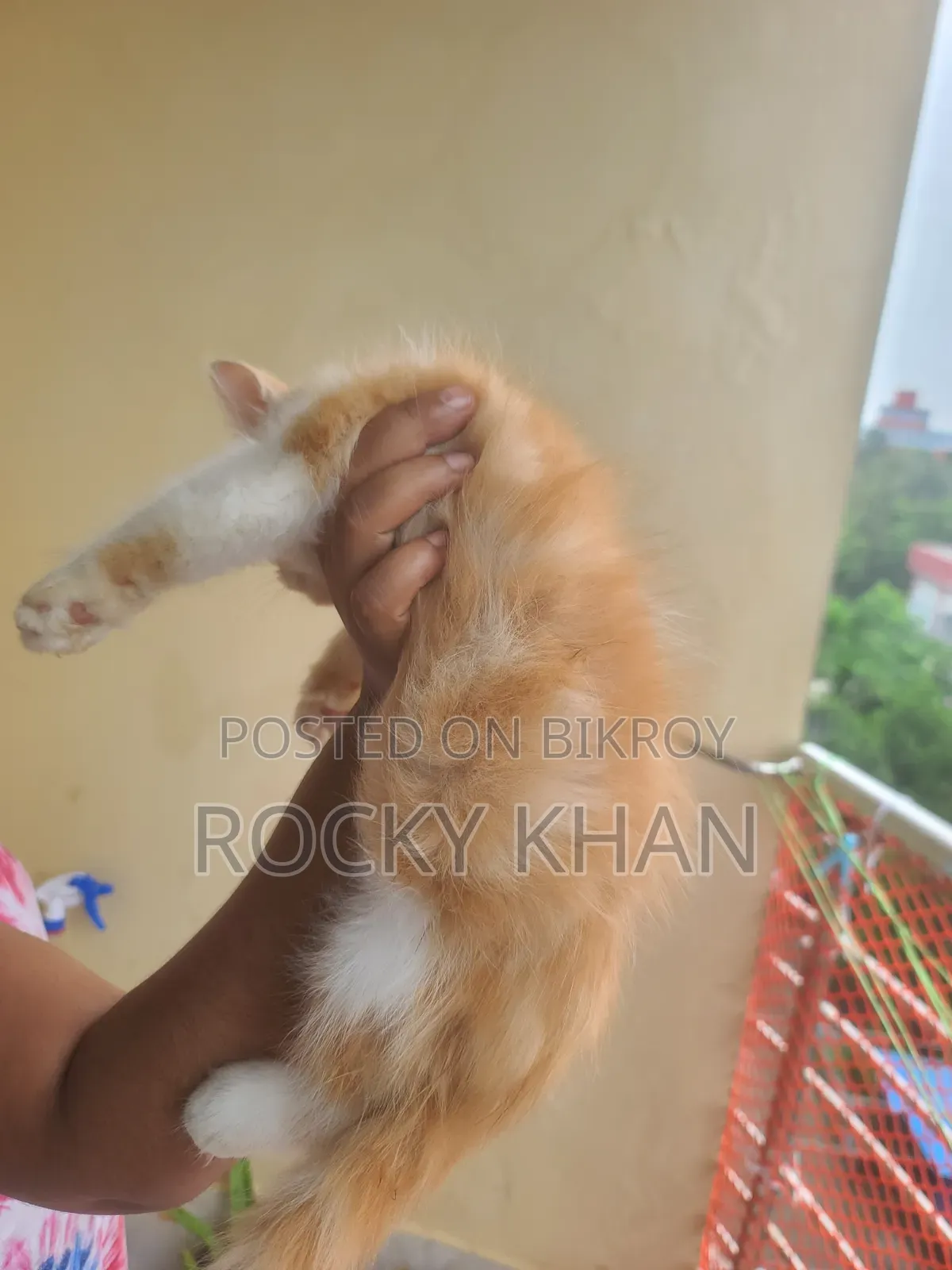 ১-৩ মাসের ফিমেল পিওরব্রেড পার্সিয়ান