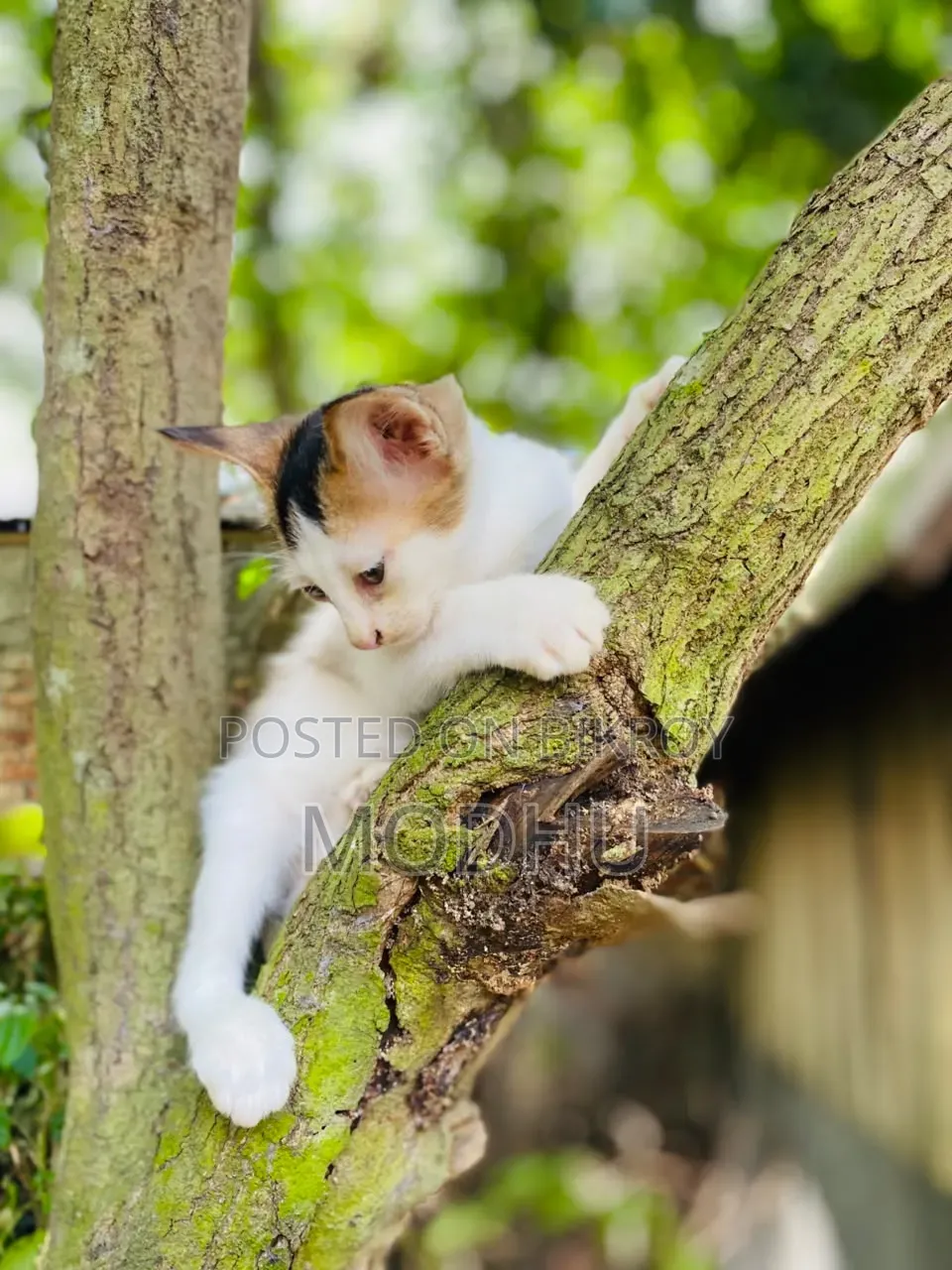 অ্যাপল আইফোন ১১ প্রো ম্যাক্স ৬৪ জিবি গ্রে