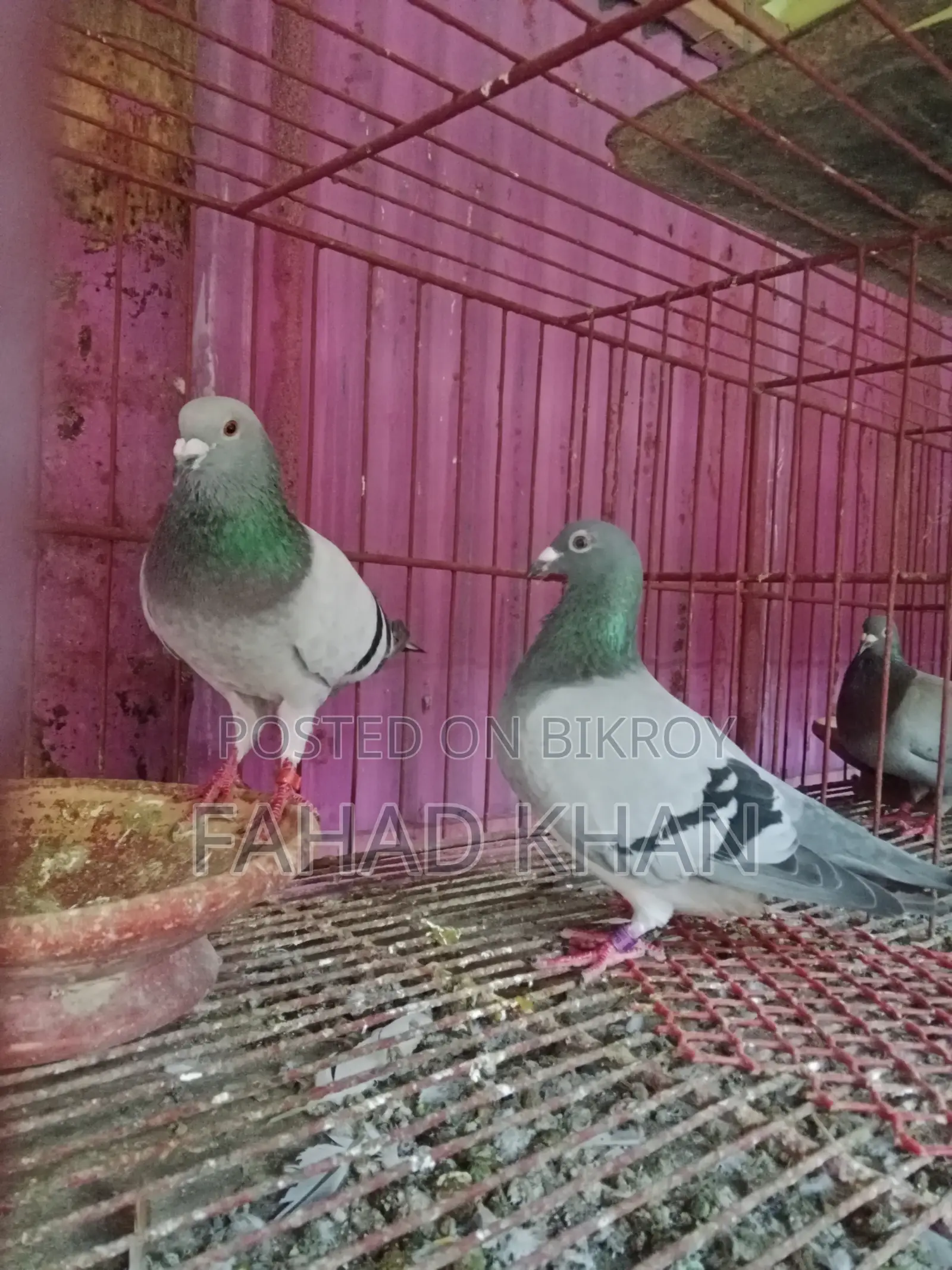 রেসার রানিং পেয়ার রেস করা