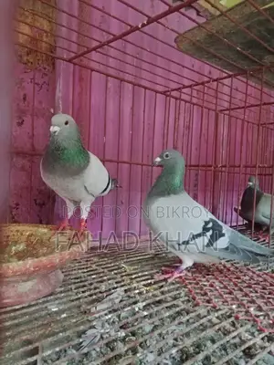 রেসার রানিং পেয়ার রেস করা