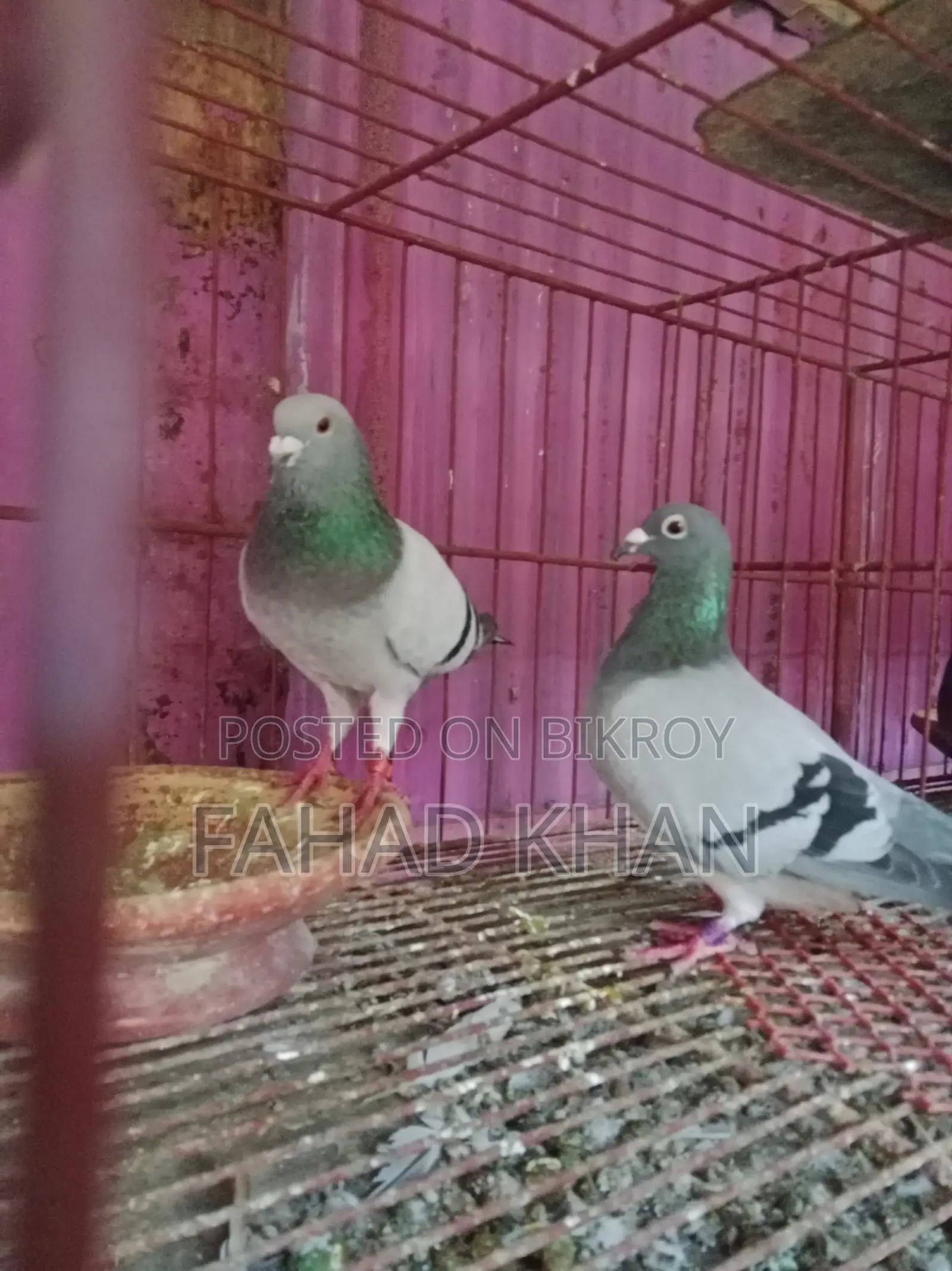 রেসার রানিং পেয়ার রেস করা