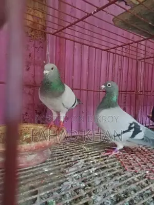 রেসার রানিং পেয়ার রেস করা