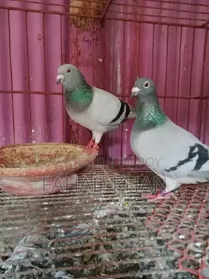 রেসার রানিং পেয়ার রেস করা