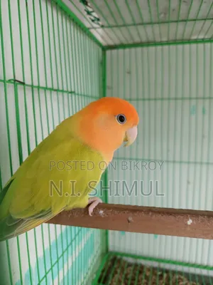 জরুরী অ্যাডাল্ট জোড়া লাভ বার্ড বিক্রি