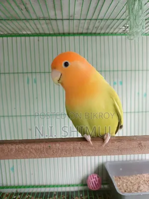 জরুরী অ্যাডাল্ট জোড়া লাভ বার্ড বিক্রি