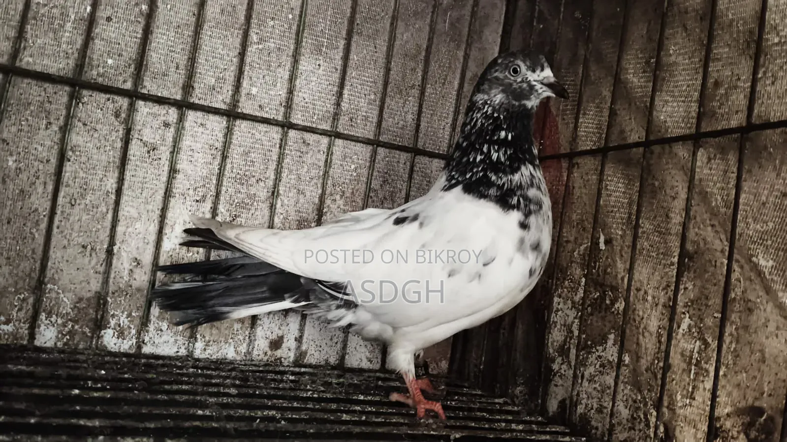 গিরিবাজ রেইনিং পেয়ার কবুতর