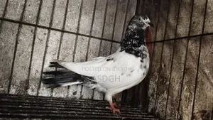 গিরিবাজ রেইনিং পেয়ার কবুতর